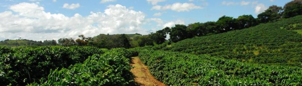 Exemplo De Município Onde Se Pratica A Monocultura Do Café